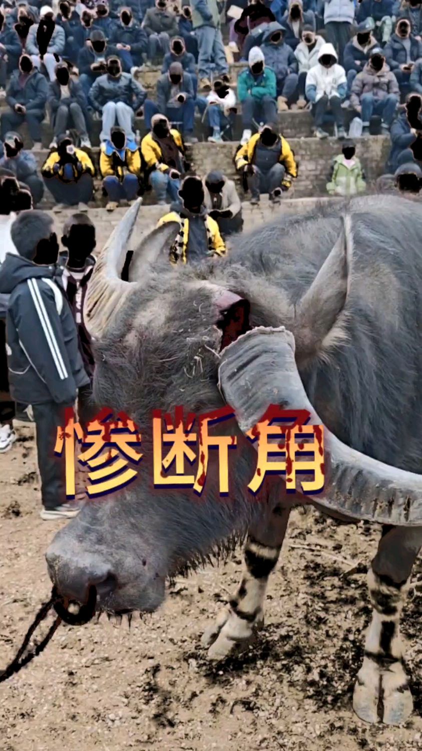 公牛不敌马刺,惨遭失利 公牛不敌马刺,惨遭失利